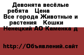 Девонята весёлые ребята › Цена ­ 25 000 - Все города Животные и растения » Кошки   . Ненецкий АО,Каменка д.